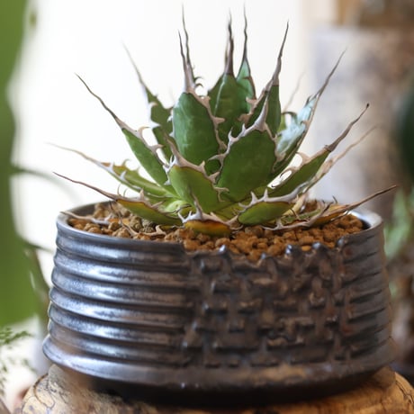 Agave horrida × Yuta Uchida   no.82501