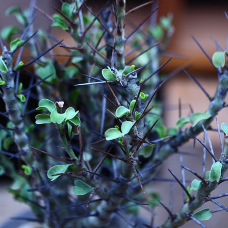 サルコカウロン  スピノーサ／Sarcocaulon  spinosa         no.82247