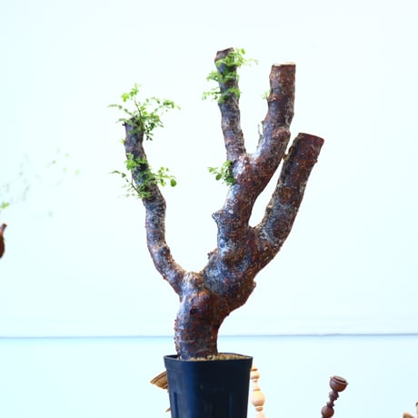 コミフォラ モンストローサ / Commiphora monstrosa   no.62503