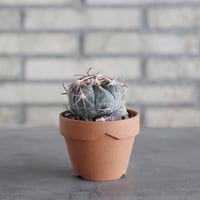 Echinocactus horizonthalonius (花王丸) × YAMABACHI (3号) no.621/49
