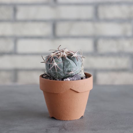 Echinocactus horizonthalonius (花王丸) × YAMABACHI (3号) no.621/49