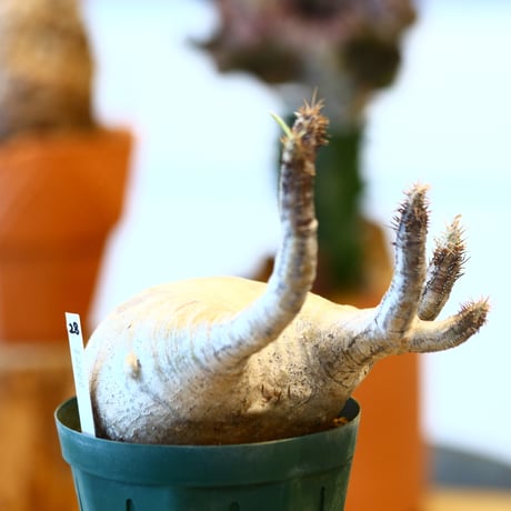'ハルコイ´セット (N/OH × Pachypodium gracilius)  no.30328