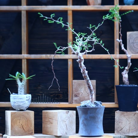 コミフォラ モンストローサ   Commiphora monstrosa   no.82910