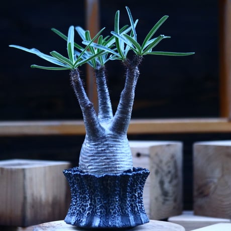 パキポディウム  グラキリス ／Pachypodium  gracilius     no.103150