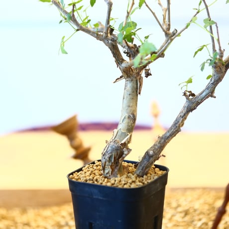 ブルセラ ファガロイデス / Bursera fagaroides   no.62518