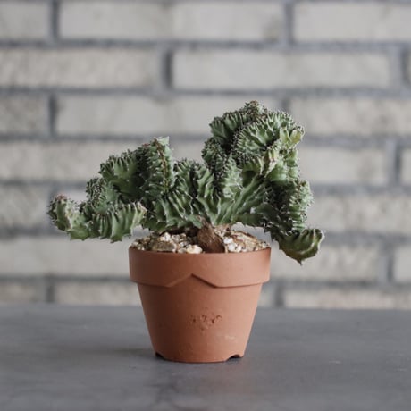 Euphorbia kibwezensis 'Dwarf cristata' × YAMABACHI (3号) no.607/25