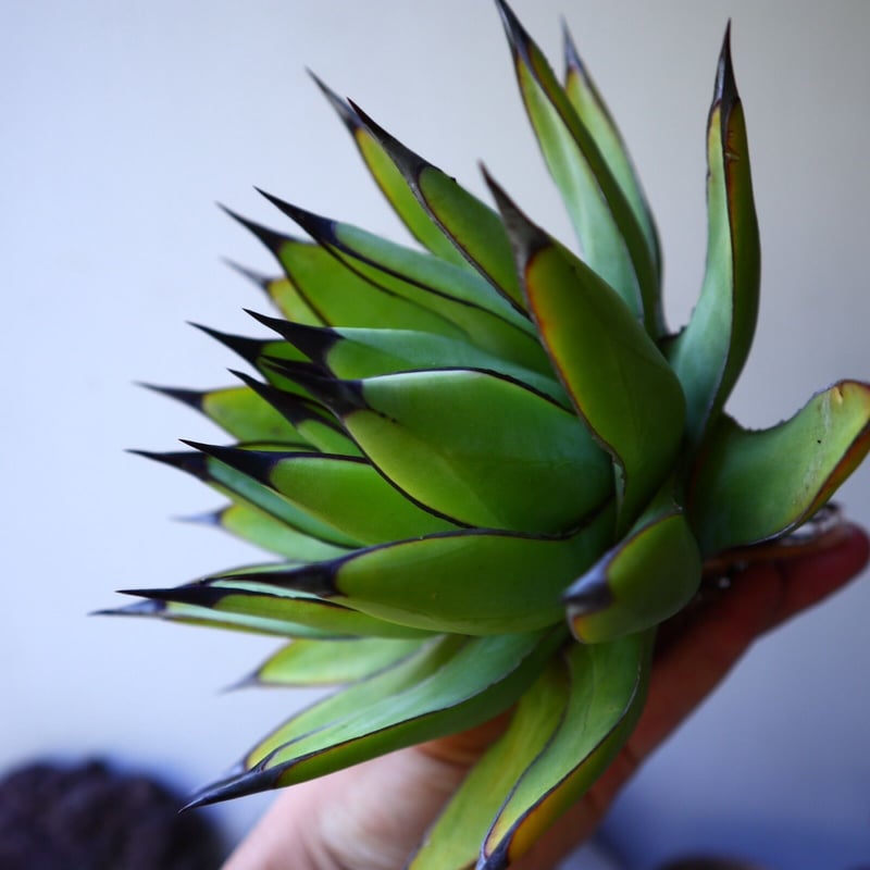 アガベ ロイヤルスピン Agave Royal Spine no.42807 | 芽の巣山