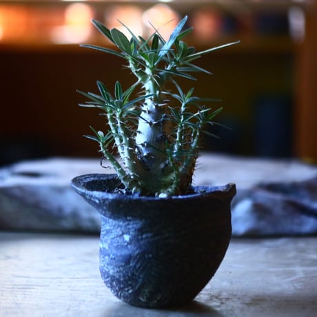 パキポディウム  カクチペス 実生  Pachypodium rosulatum var. cactipes　no.70528