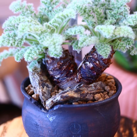 N/OH × Pelargonium appendiculatum     no.111920