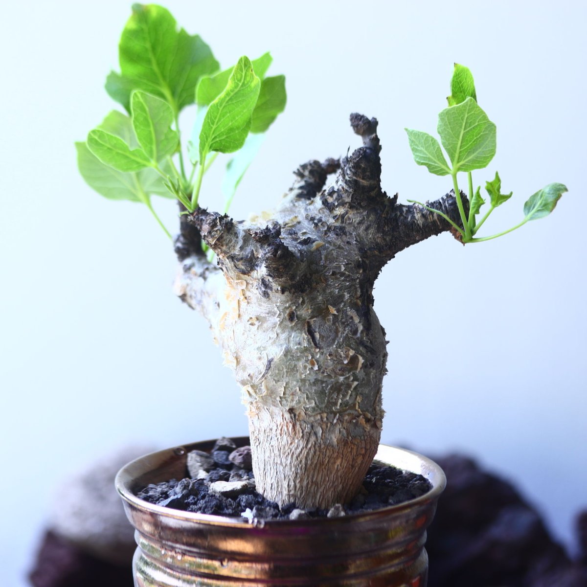 コミフォラ グイドッティイ ソマリア Commiphora guidotti-