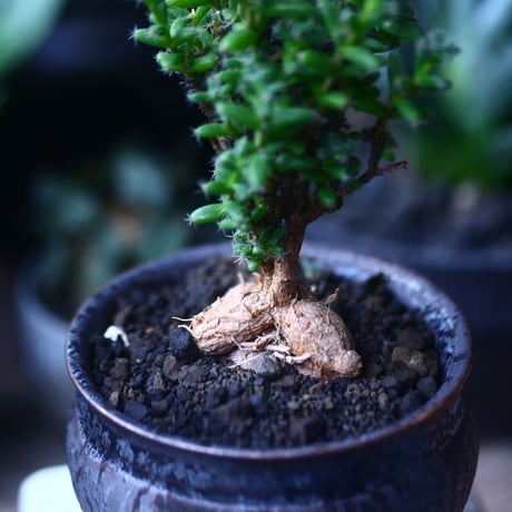 トリコディアデマ　ブルボスム　姫紅小松　Trichodiadema bulbosum　no.61427