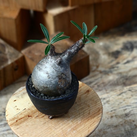 パキポディウム  グラキリス ／Pachypodium  gracilius     no.111452