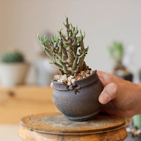 Tylecodon buchholzianus × takero pot (2.5号)  no.111/23