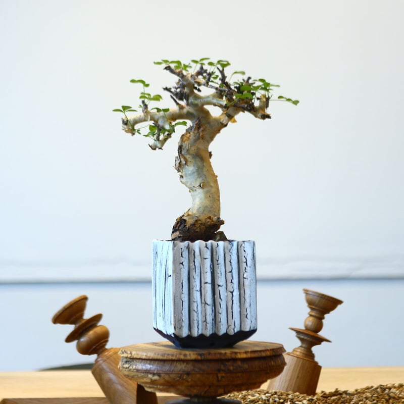 コミフォラストックシアナ　植物のみ コミフォラ ストックシアナ No.24 × 