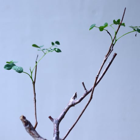デロニクス  プミラ　Delonix pumila　no.92715