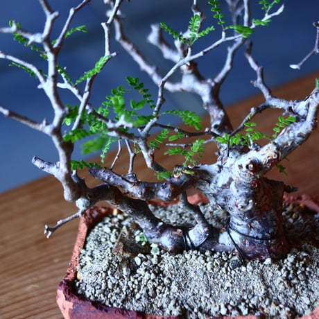 コミフォラ モンストローサ   Commiphora monstrosa   no.81650
