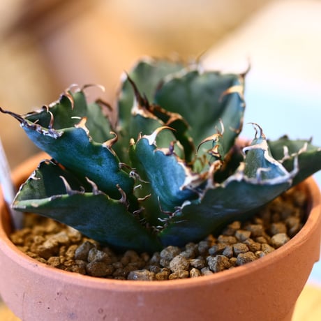 Agave titanota white Whale × YAMABACHI   no.123174