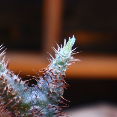 パキポディウム  グラキリス／Pachypodium  gracilius       no.60566