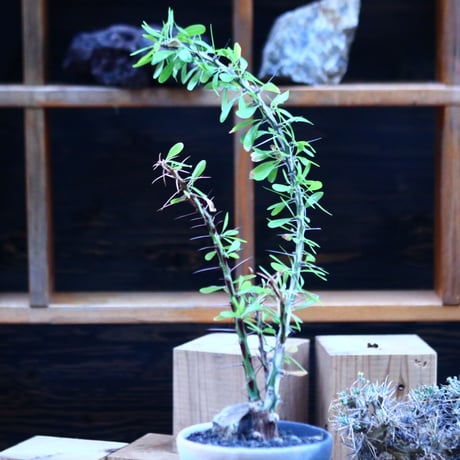 フォークイエリア hyb.／Fouquieria hyb. （purpusii × fasciculata ） no.111441