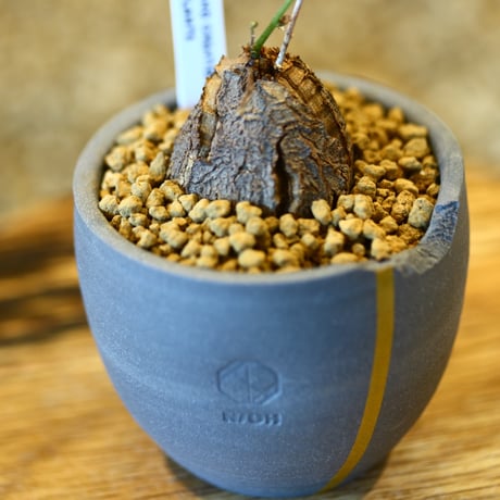 Dioscorea elephantipe × N/OH    no.123111