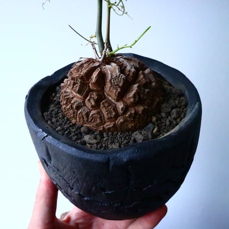 ディオスコレア   亀甲竜    Dioscorea elephantipe  No.014