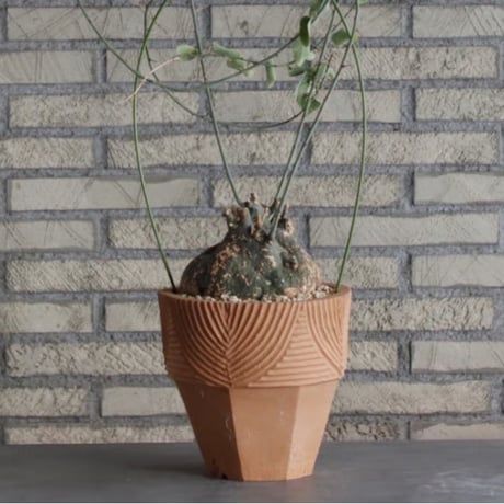 Adenia spinosa × N/OH (6.5号)  no.510/3