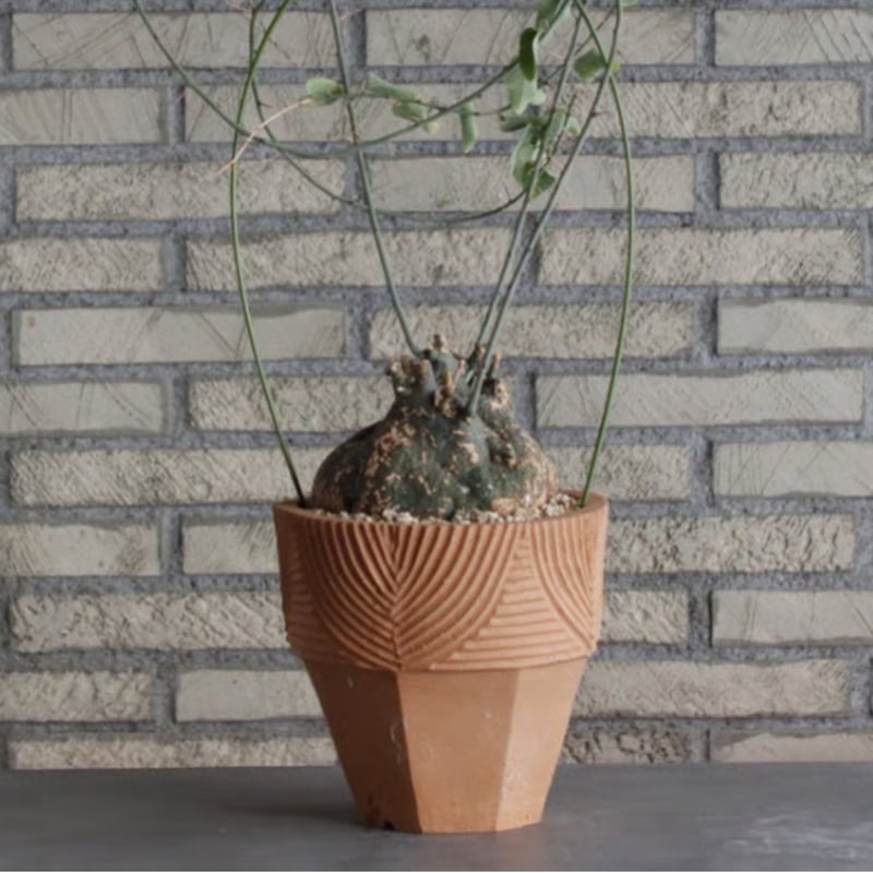 Adenia spinosa × N/OH (6.5号) no.510/3 | 芽の巣山