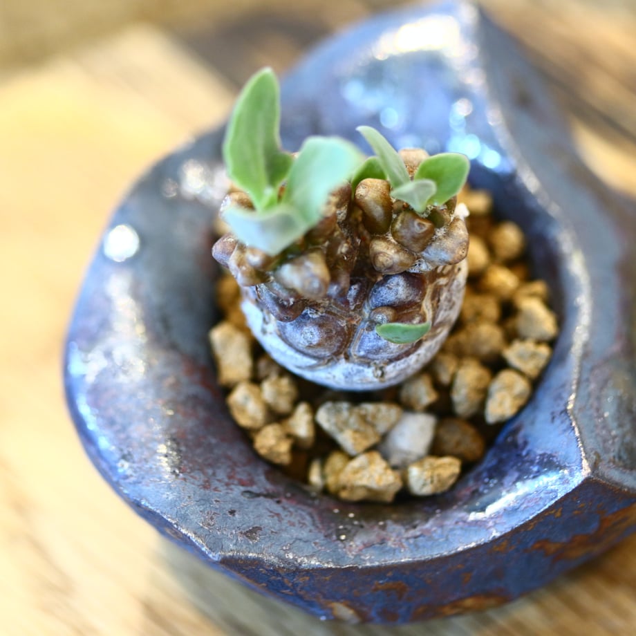 654daad0464e550494f9ef69