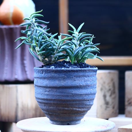 ユーフォルビア キリンドフォリア／Euphorbia cylindrifolia   no.103143