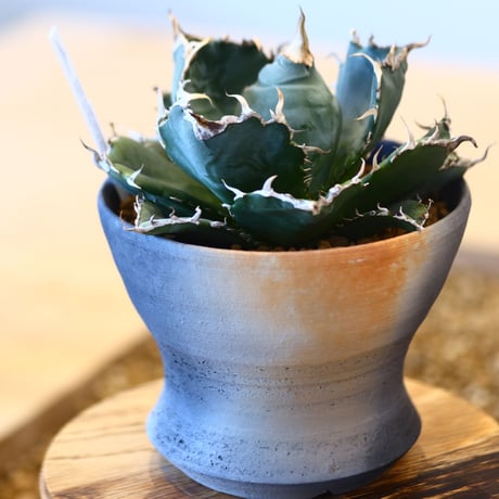 【9/9入荷未発根未活着ベアルート植込み】Agave titanota White Whale   no.101514