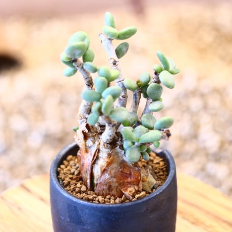 N/OH × Ceraria pygmaea   no.61824