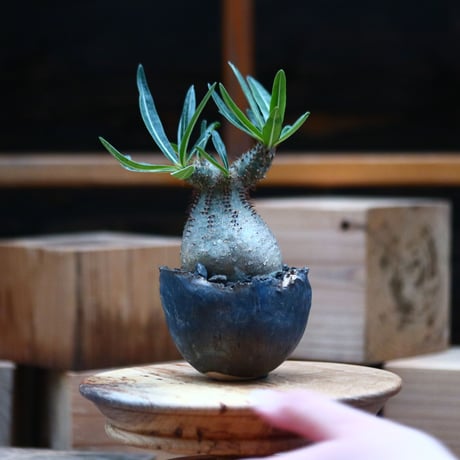 パキポディウム  グラキリス ／Pachypodium  gracilius     no.102463