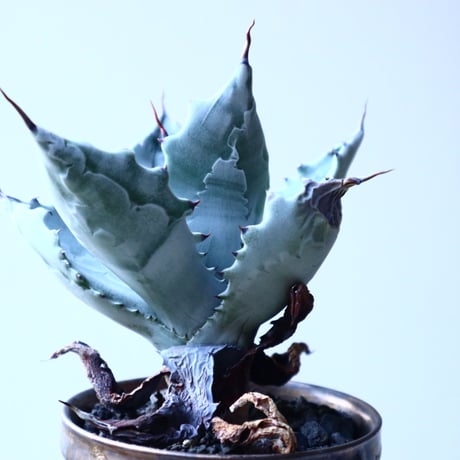 アガベ  白岳殿  Agave colorata 'Hakugakuden'       no.121518