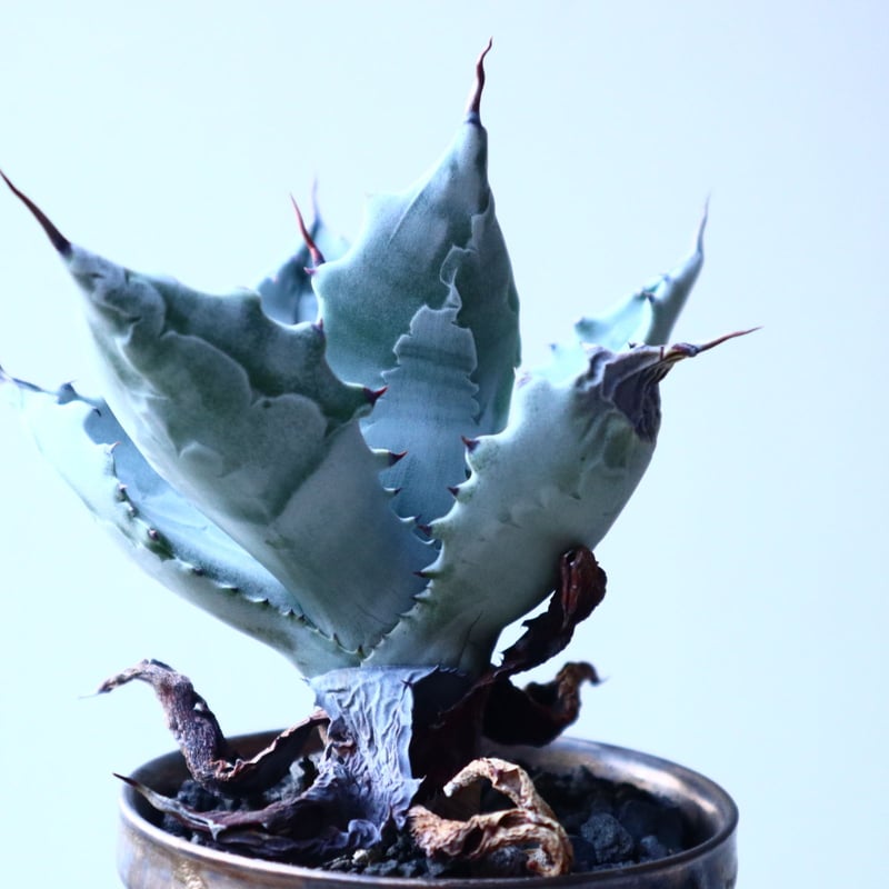アガベ 白岳殿 Agave colorata 'Hakugakuden' no