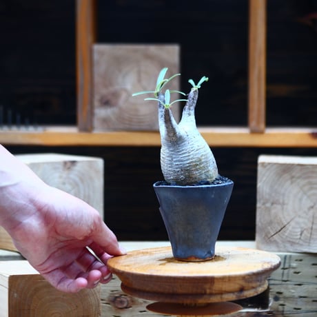 パキポディウム  グラキリス／Pachypodium  gracilius       no.82213