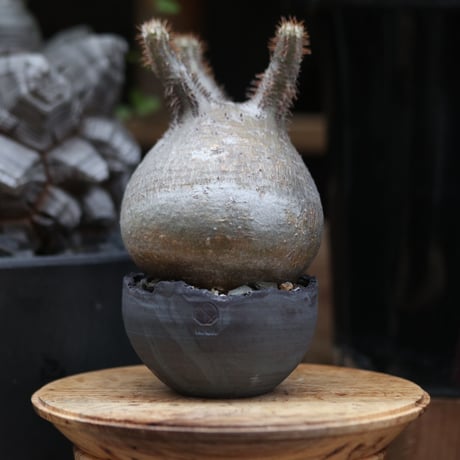 パキポディウム  グラキリス／Pachypodium  gracilius  no.11503