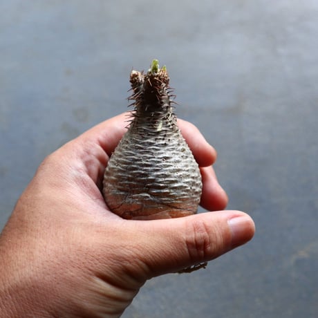 パキポディウム グラキリス 抜苗  Pachypodium rosulatum var. gracilius no.92905