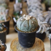 Echinocactus horizonthalonius v. / 尖紅丸 (3.5号)  no.1226/5