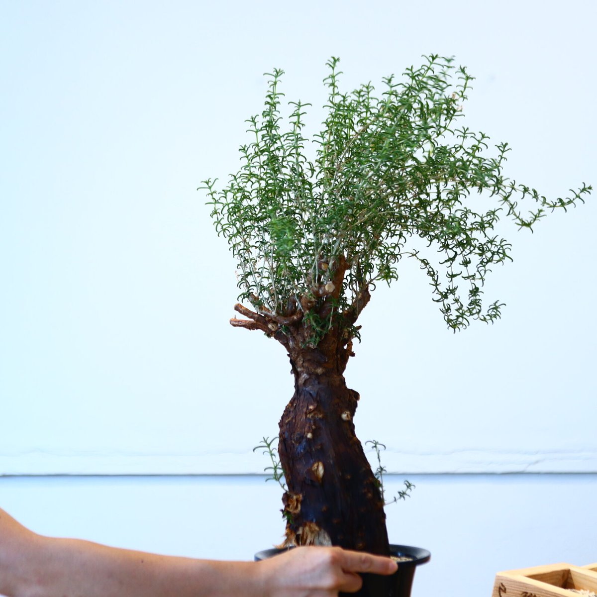 メストクレマ アルボリフォルメ / Mestoklema arboriforme no.80