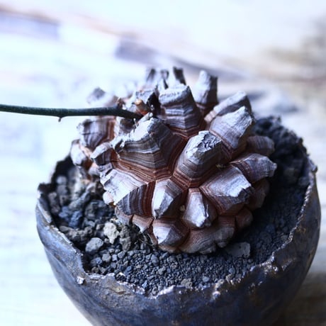 ディオスコレア   亀甲竜    Dioscorea elephantipe     no.90634-1
