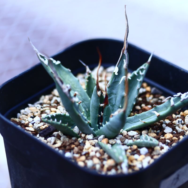 アガベ ユタエンシス エボリスピナ Agave uthaensis var. ebo アガベ ユタエンシス エボリスピナ Agave uthaensis var. ebo