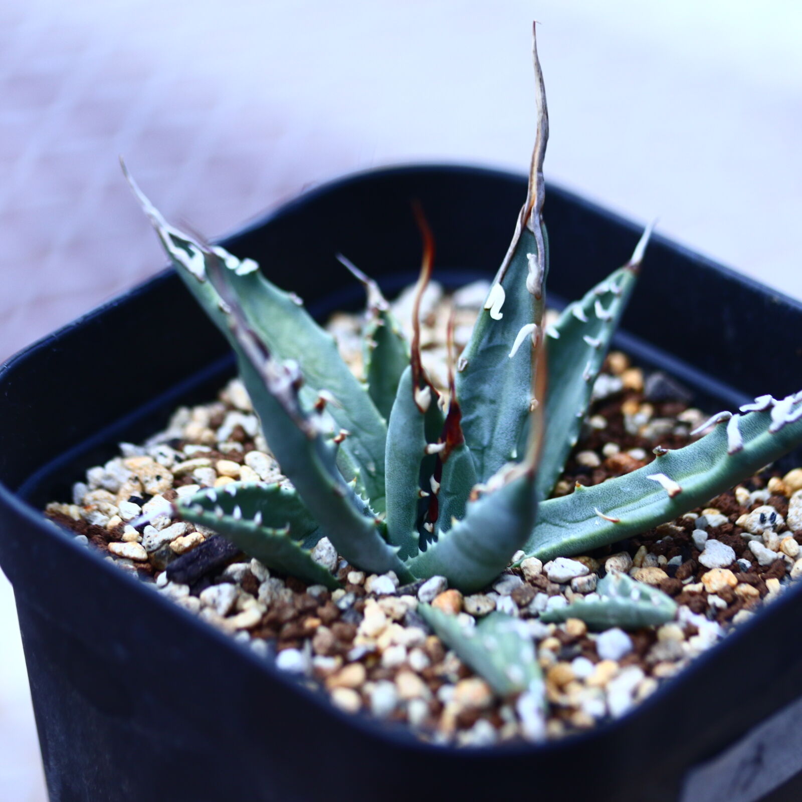 アガベ ユタエンシス エボリスピナ Agave uthaensis var. ebo
