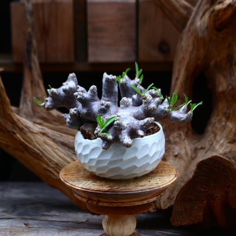 パキポディウム ブレビカリックス / Pachypodium densiflorum var. brevicalyx / 発根済み      no.22695