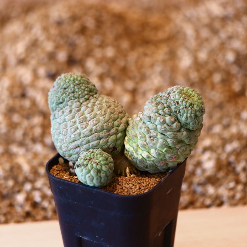 仏頭玉【超特大株】ラリレアキア カクティフォルメ ラリレアキア カクティフォルメ 仏頭玉 Larryleachia