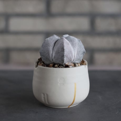 Astrophytum myriostigma 'Onzuka' × N/OH (3号)  no.510/61