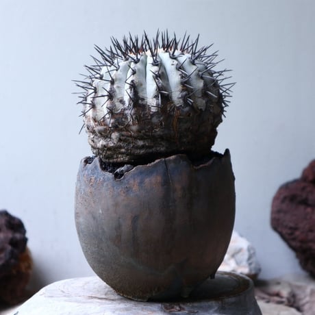 コピアポア 黒王丸     Copiapoa cinerea   no.90129