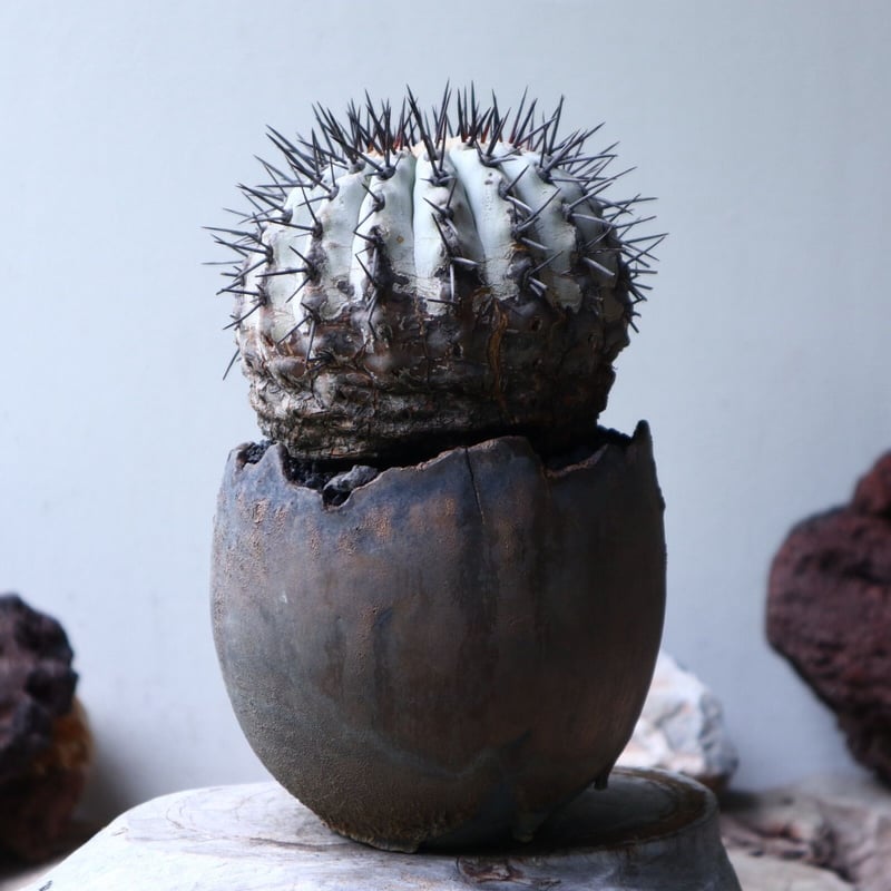 コピアポア　黒王丸　Copiapoa cinerea 強刺 fit=scale-down,w=1200