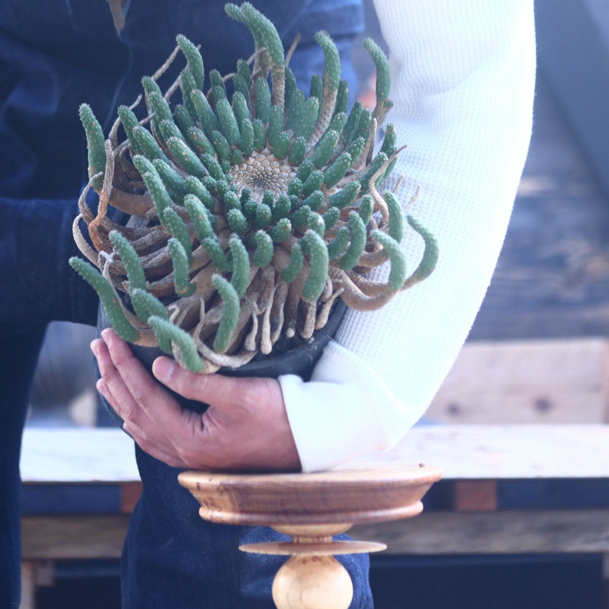ユーフォルビア エスクレンタ Euphorbia esculenta no.228