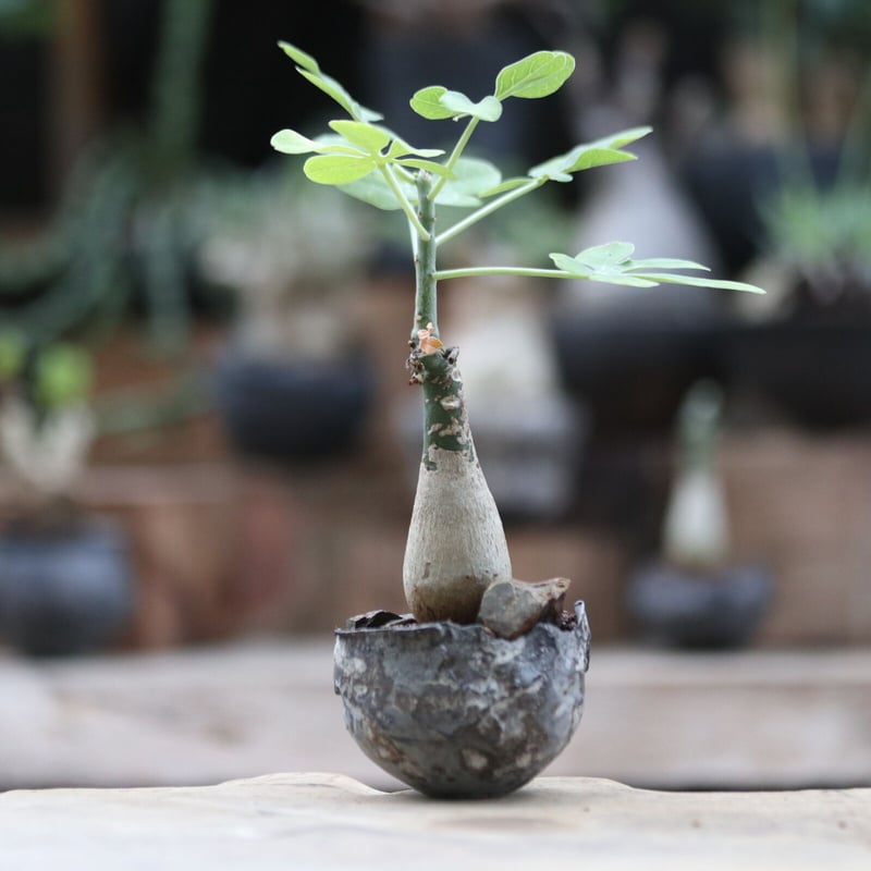 アデニアグラウカ　現品鉢ごと発送 アデニア グラウカ／Adenia glauca no.103058 | 芽の巣山