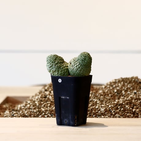 ラリレアキア カクティフォルメ  仏頭玉 / Larryleachia cactiformis　no.41608